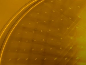 宠物除臭剂天然成分与化学制剂对比评测
